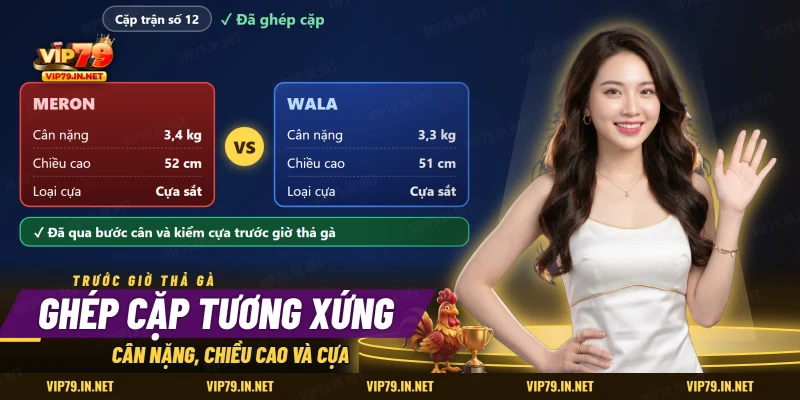 Ghép cặp đá gà theo cân nặng, chiều cao và loại cựa của hai chiến kê trước giờ thả