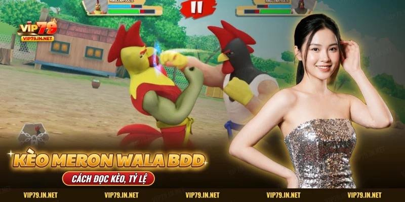 Kèo đá gà Meron Wala BDD VIP79 cách đọc kèo tỷ lệ